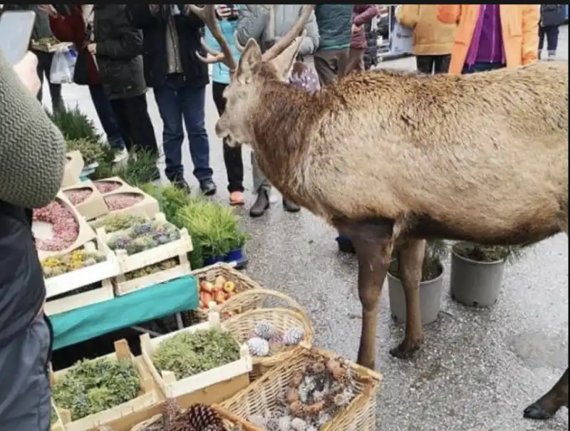 il cervo al mercato di cortina