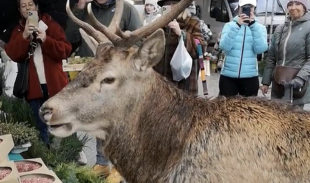 il cervo al mercato di cortina