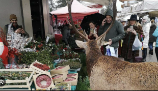 il cervo al mercato di cortina