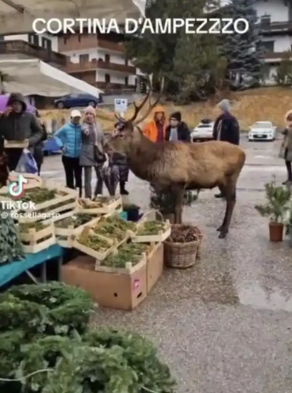 il cervo al mercato di cortina 