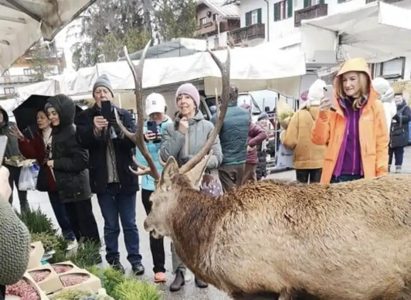 il cervo al mercato di cortina 