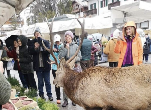 il cervo al mercato di cortina