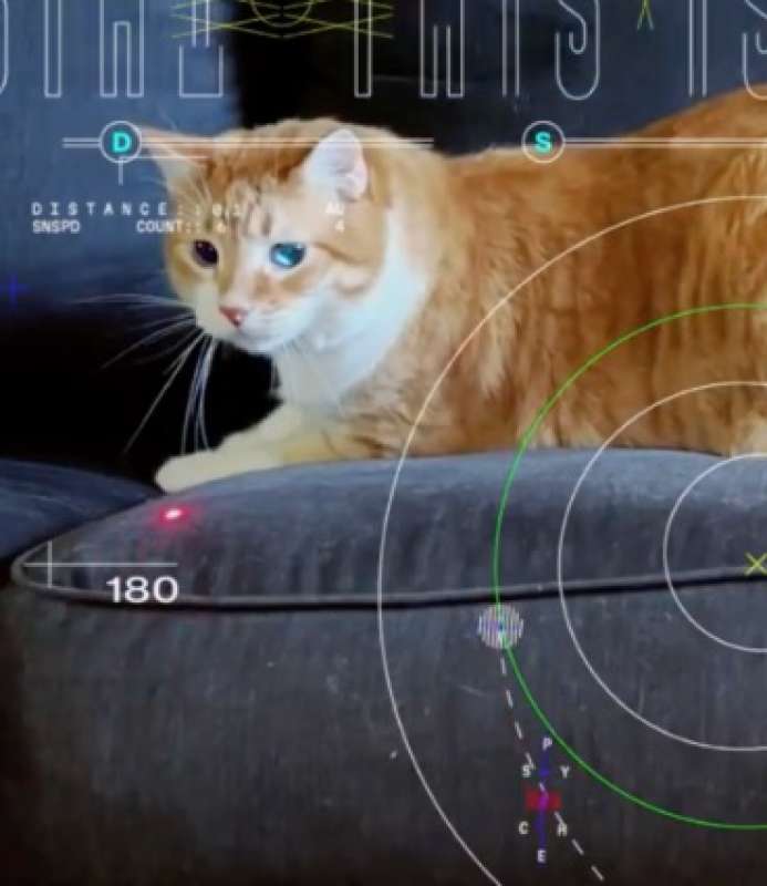 Un gatto nel primo video in streaming dallo spazio profondo VIDEO