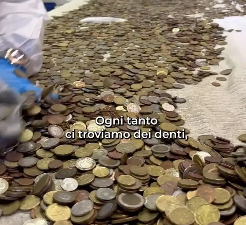 monete raccolte nella fontana di trevi  1