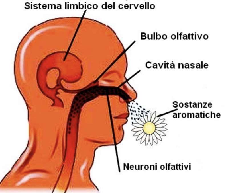 olfactory system