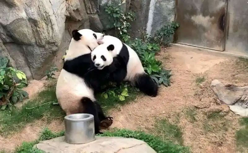 panda 1