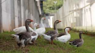 PRIGIONE BRASILIANA ARRUOLA OCHE DA GUARDIA