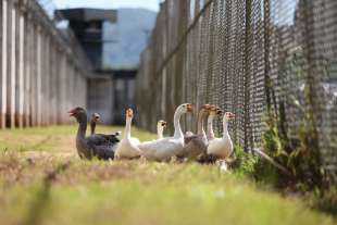 PRIGIONE BRASILIANA ARRUOLA OCHE DA GUARDIA