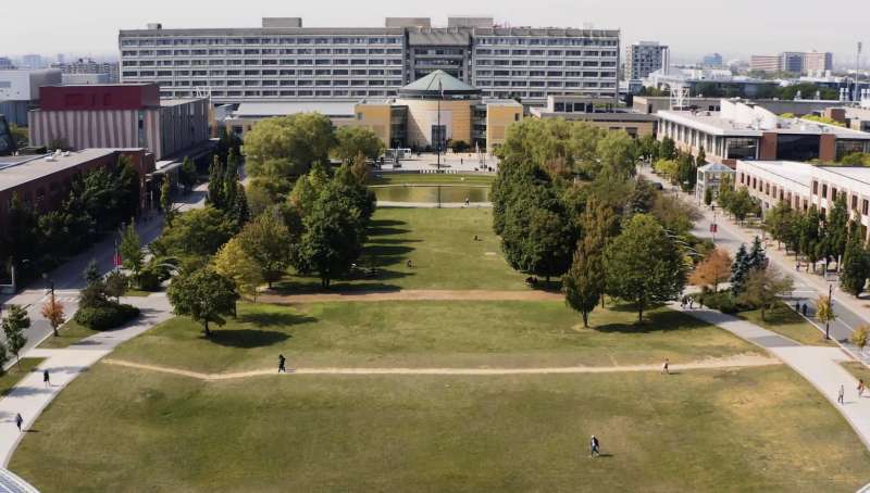 york university