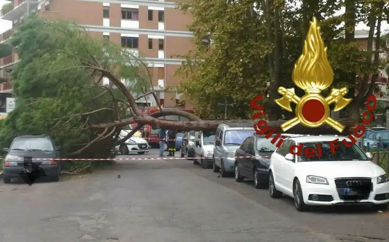 ALBERO CADUTO A ROMA