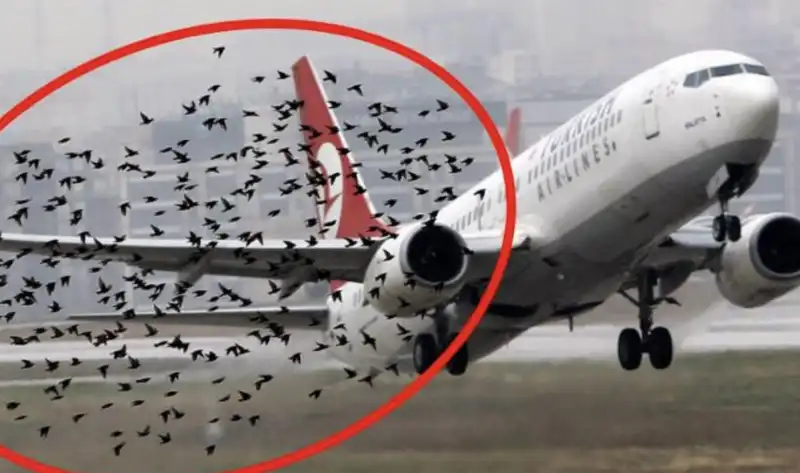 bird strike 