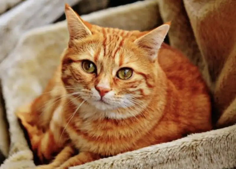 gatto arancione 1