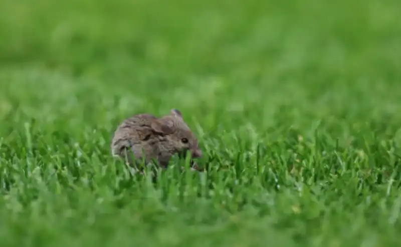 manchester united old trafford infestato dai topi