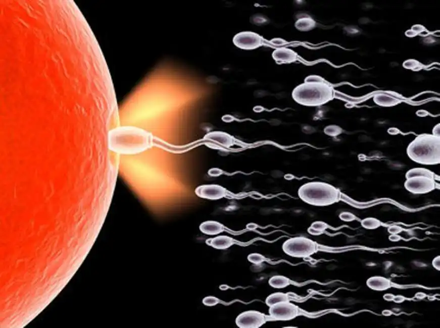 spermatozoi