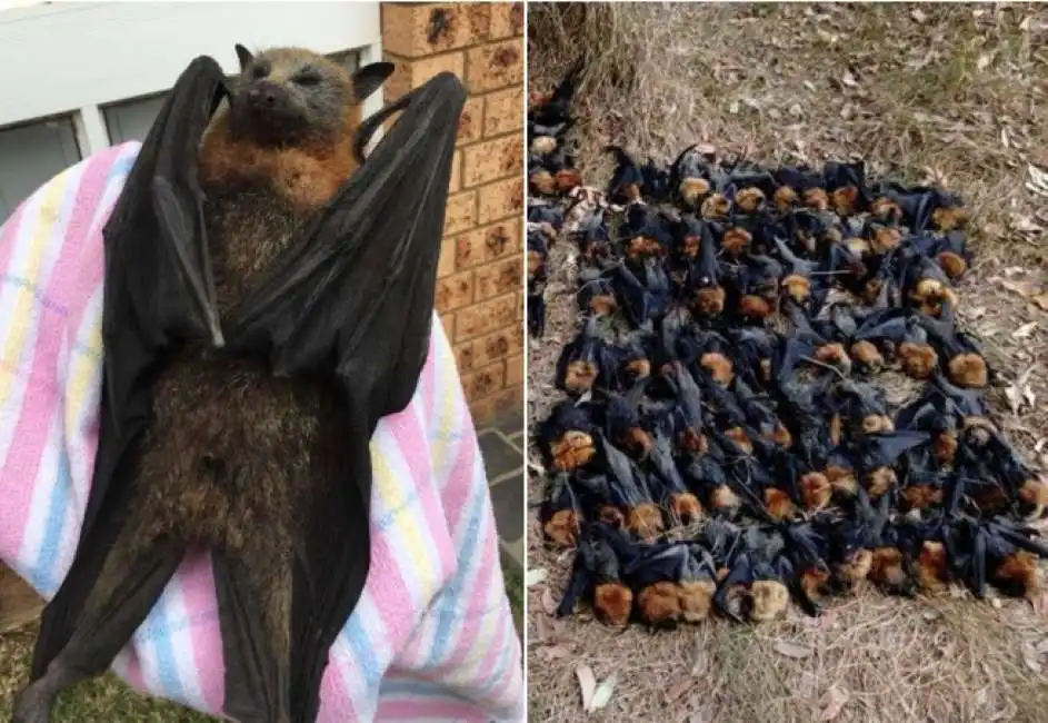 australia - strage di pipistrelli a causa del caldo eccessivo