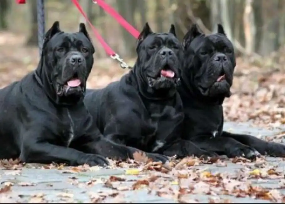 cane corso