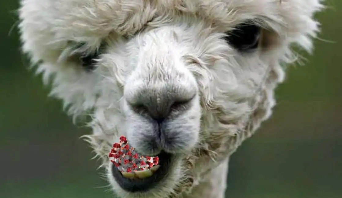 lama alpaca coronavirus