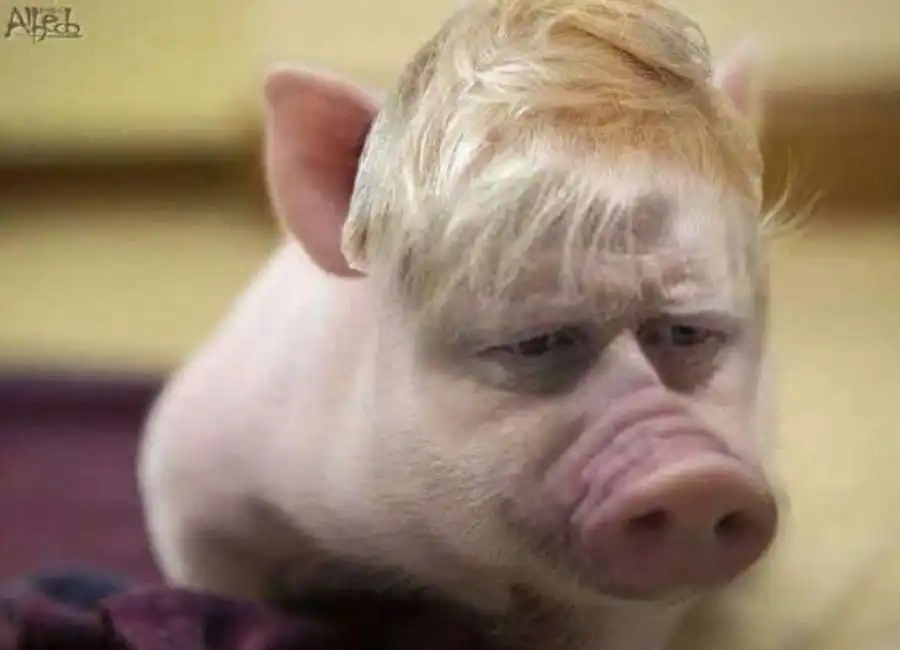 boris johnson porkie pie maiale 