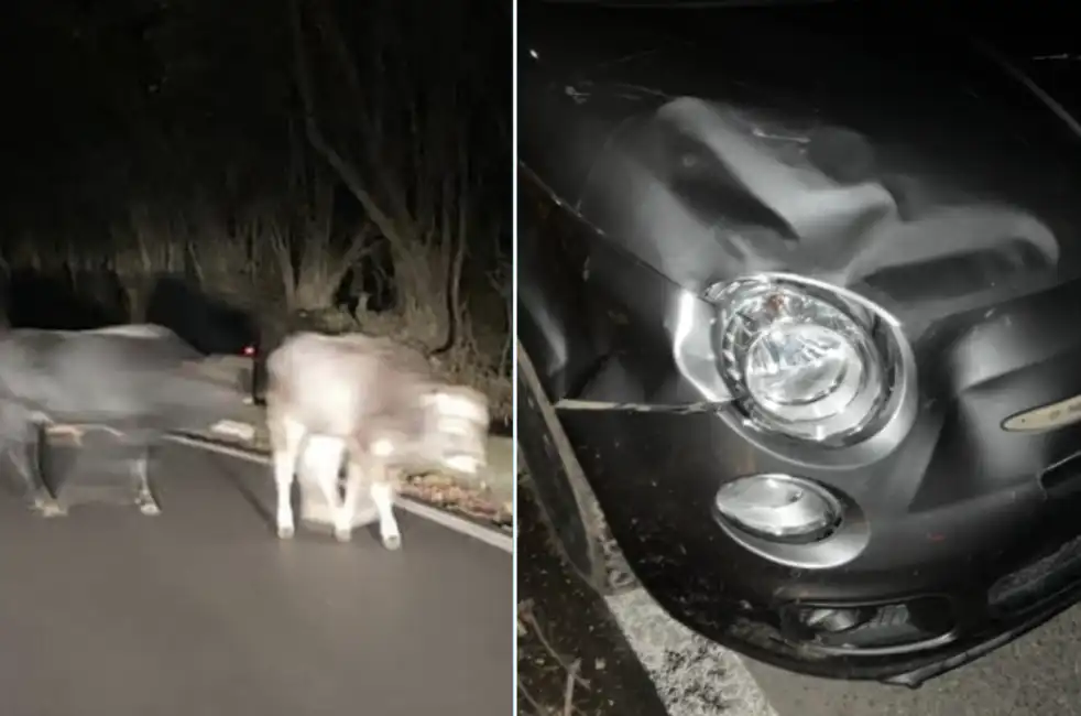 incidente toro roma nemi strada carreggiata 