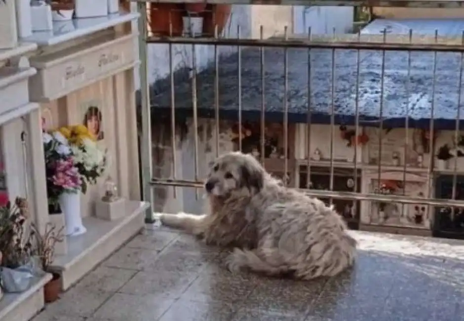 il cane magda al cimitero catanzaro