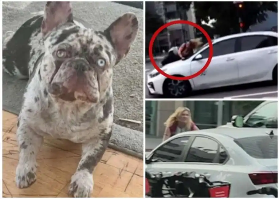 ali zacharias si aggrappa al cofano dell auto furto bulldog francese a los angeles  