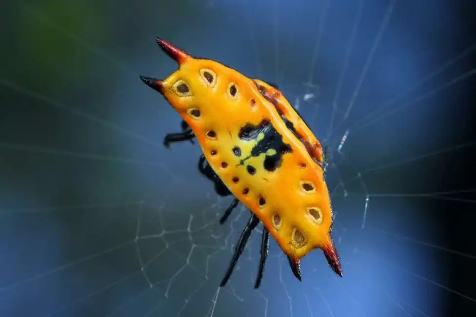 ragno gioiello gasteracantha quadrispinosa