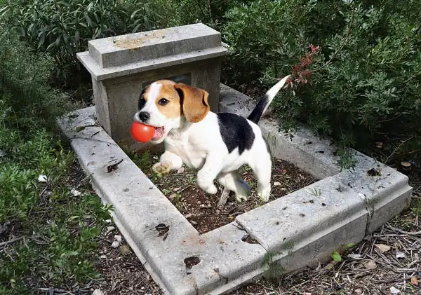 cane cimitero