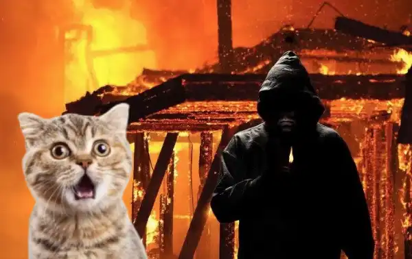 incendio gatto 