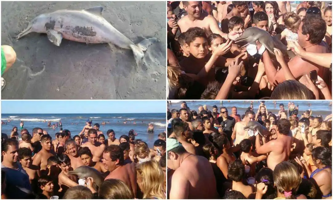 i turisti e il selfie con il delfino 