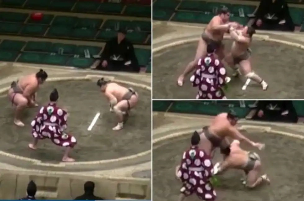 sumo