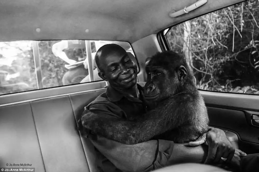 il gorilla e il suo salvatore wildlife photography