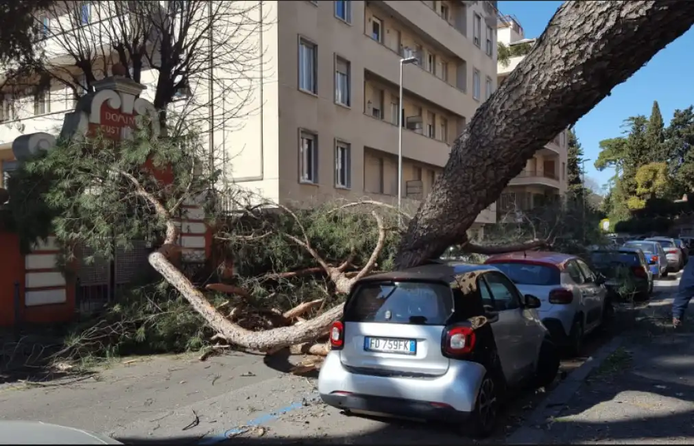 albero roma