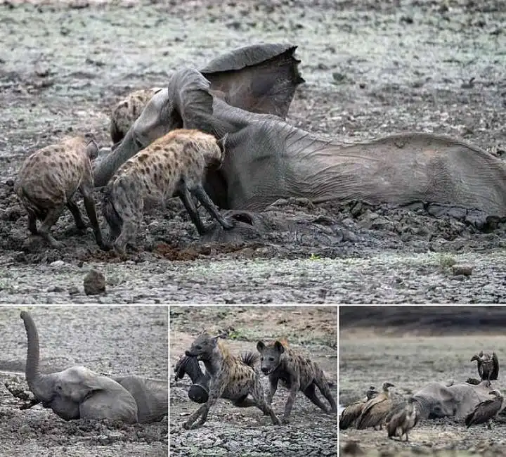 iene si mangiano un piccolo elefante-17