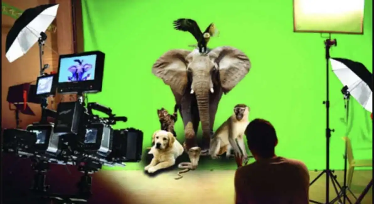 animali cinema 