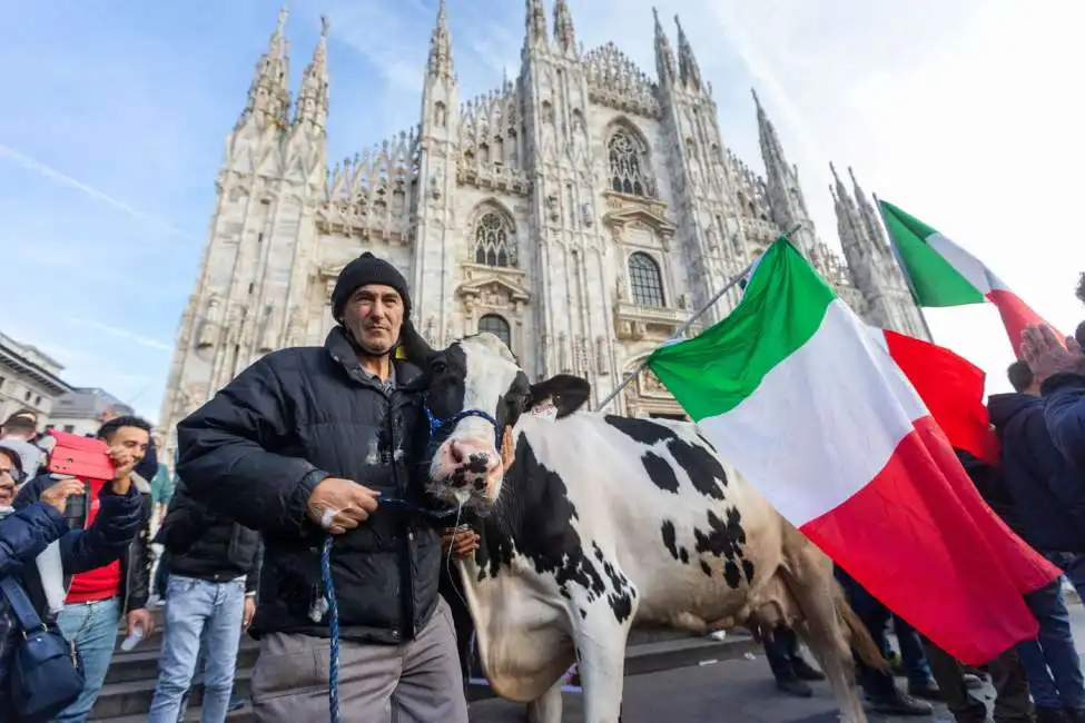 mucca alla protesta degli agricoltori - 7 ercolina