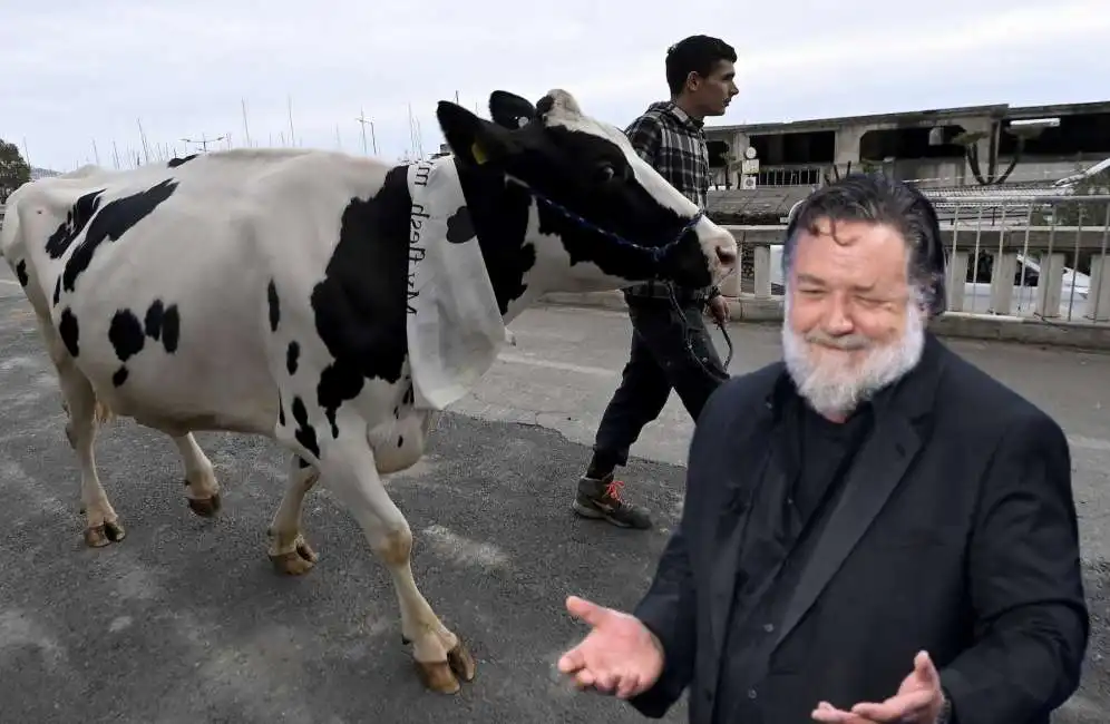 mucca ercolina russell crowe 