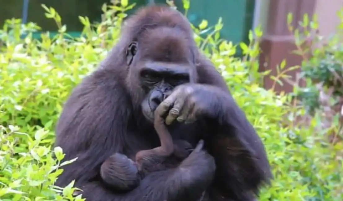 baby gorilla-2