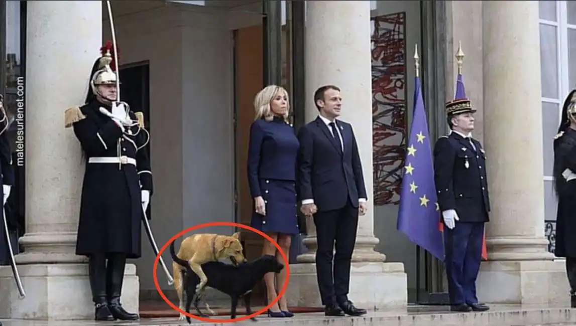 emmanuel macron brigitte cane