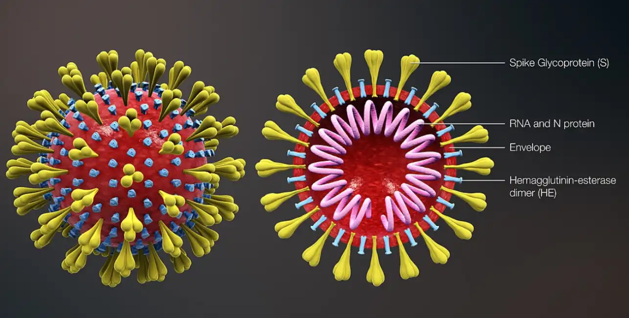 coronavirus