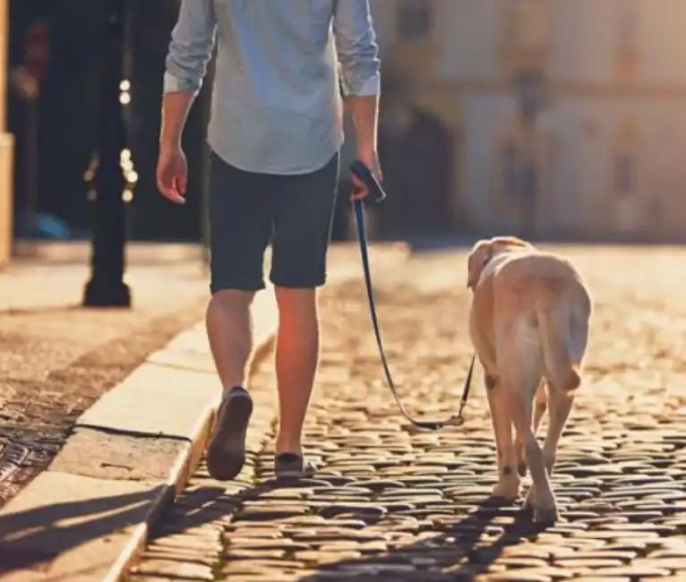 regole per portare a spasso il cane