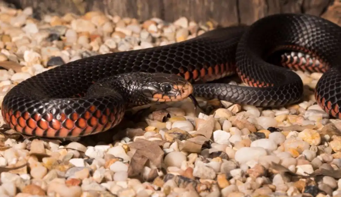 serpente nero dal ventre rosso