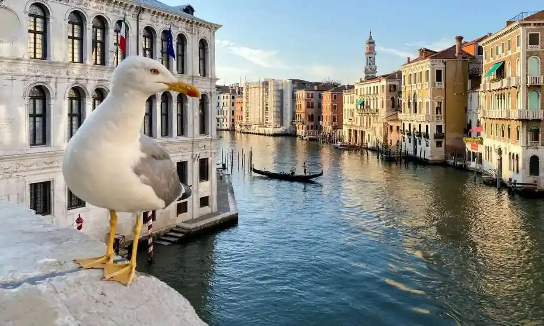 gabbiani a venezia