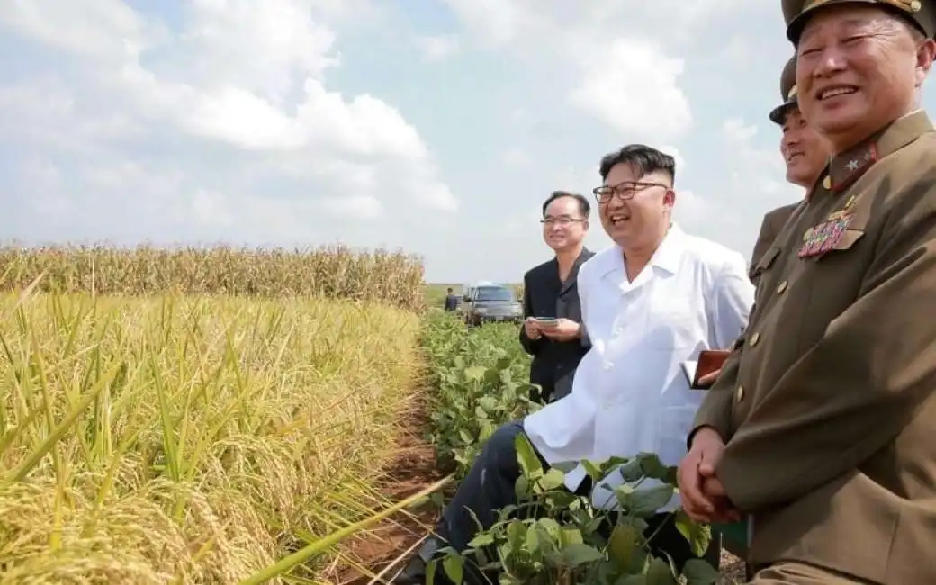 il dittatore nordcoreano kim jong un in un campo di grano corea del nord