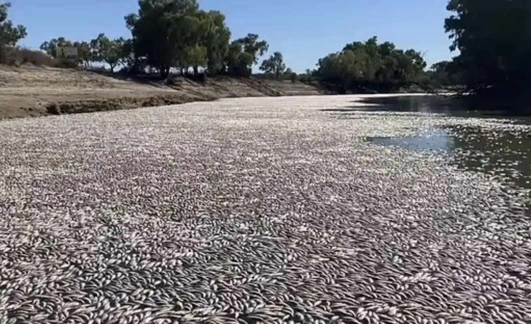 moria di pesci nel fiume darling – menindee - australia - 3