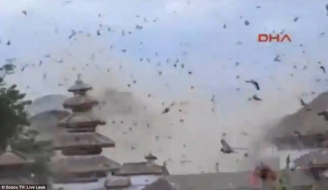 nepal terremoto katmandu uccelli