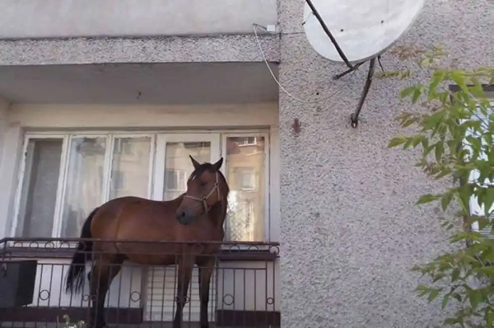 in provincia di salerno un uomo parcheggia il cavallo sul balcone 