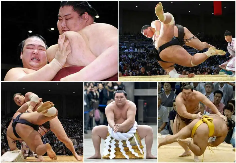 sumo