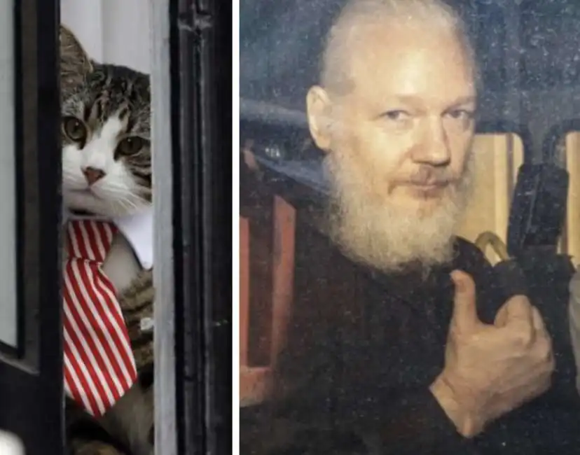 gatto james julian assange