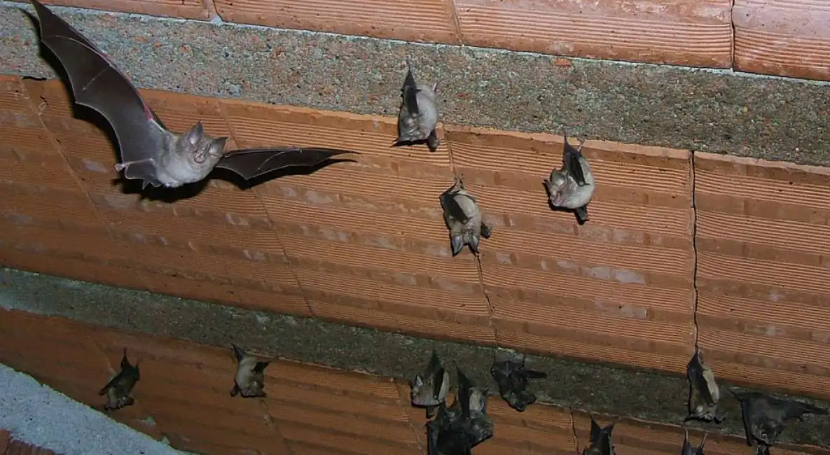 pipistrelli in soffitta