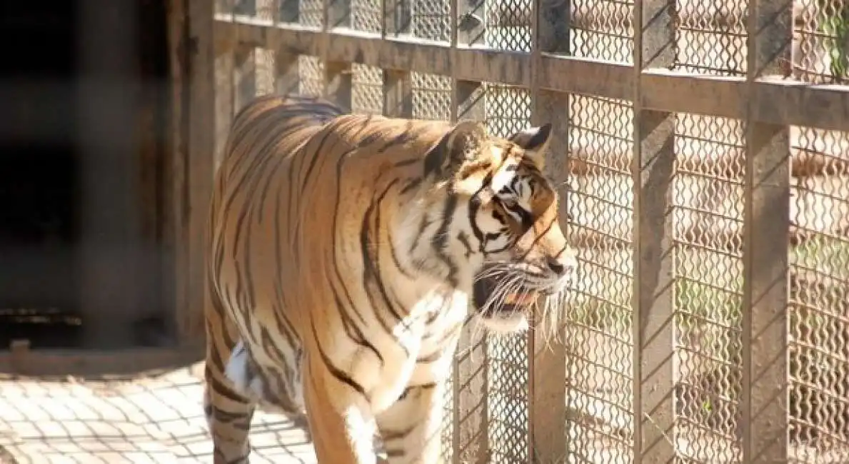 tigre malese positiva al coronavirus